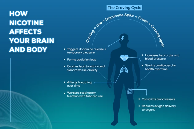 Nicotine Affecting Brain and Body
